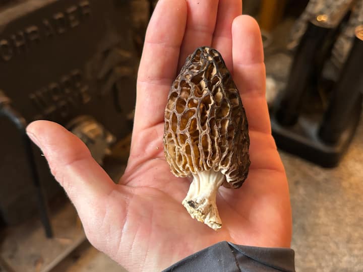 Guía profesional y recorrido histórico por Donner Summit