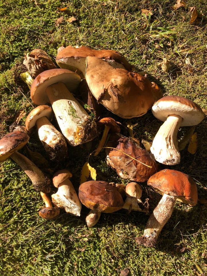Únete a un paseo de búsqueda de alimentos y aprende sobre plantas silvestres