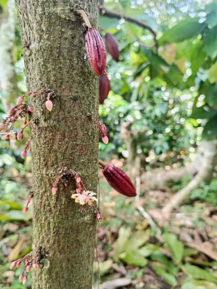 Გაეცანით კუეცალანის კულტურებს საზოგადოებასთან ერთად
