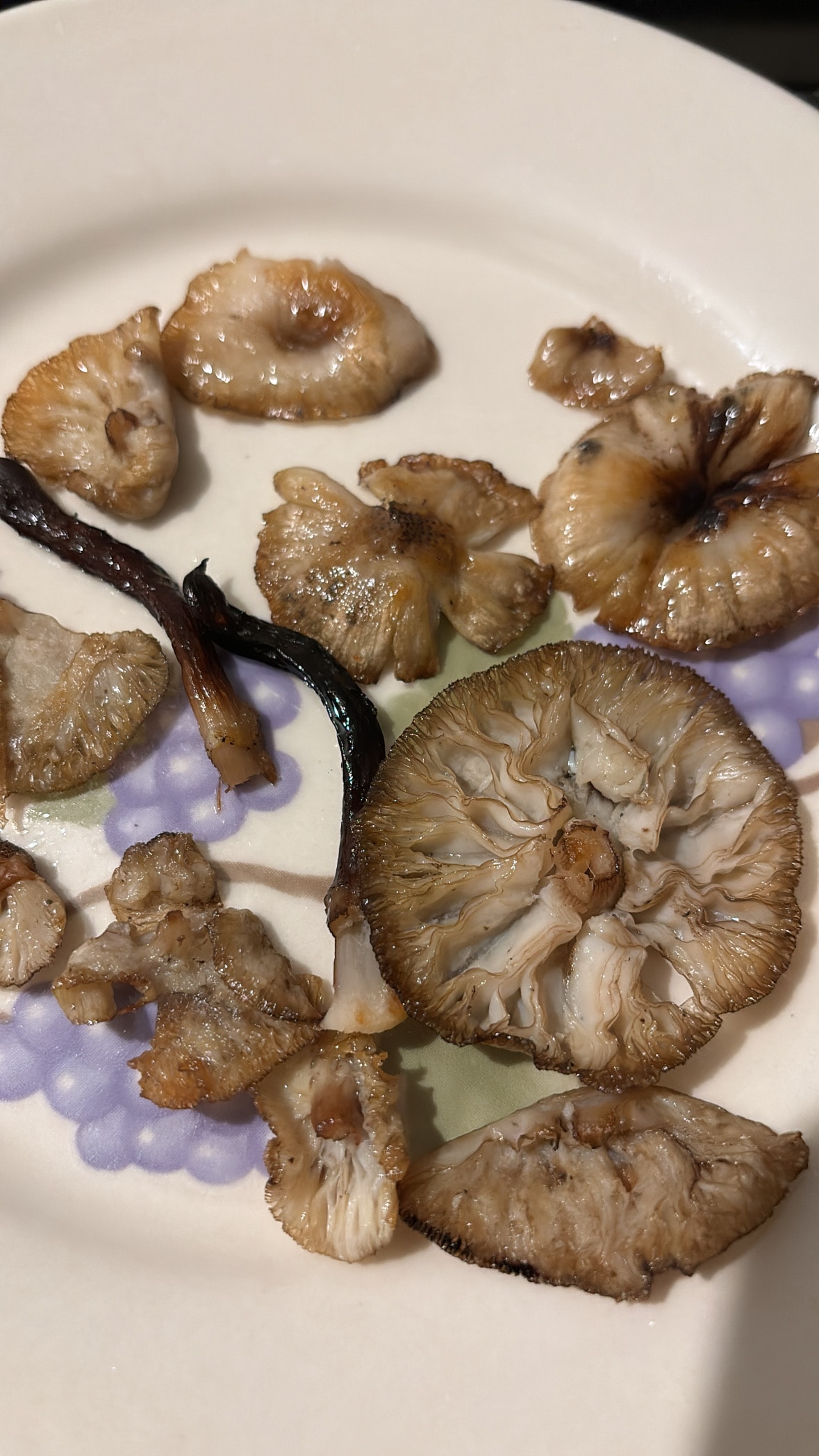 Guided hike in North Georgia - wild foraging