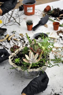 סדנת סידור סוקולנטים עם משקאות