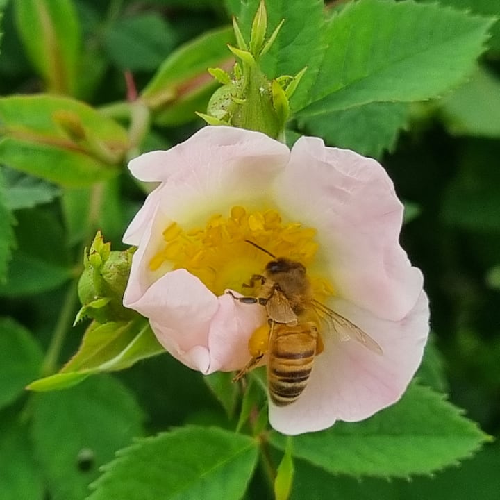Actividad sensorial con abejas