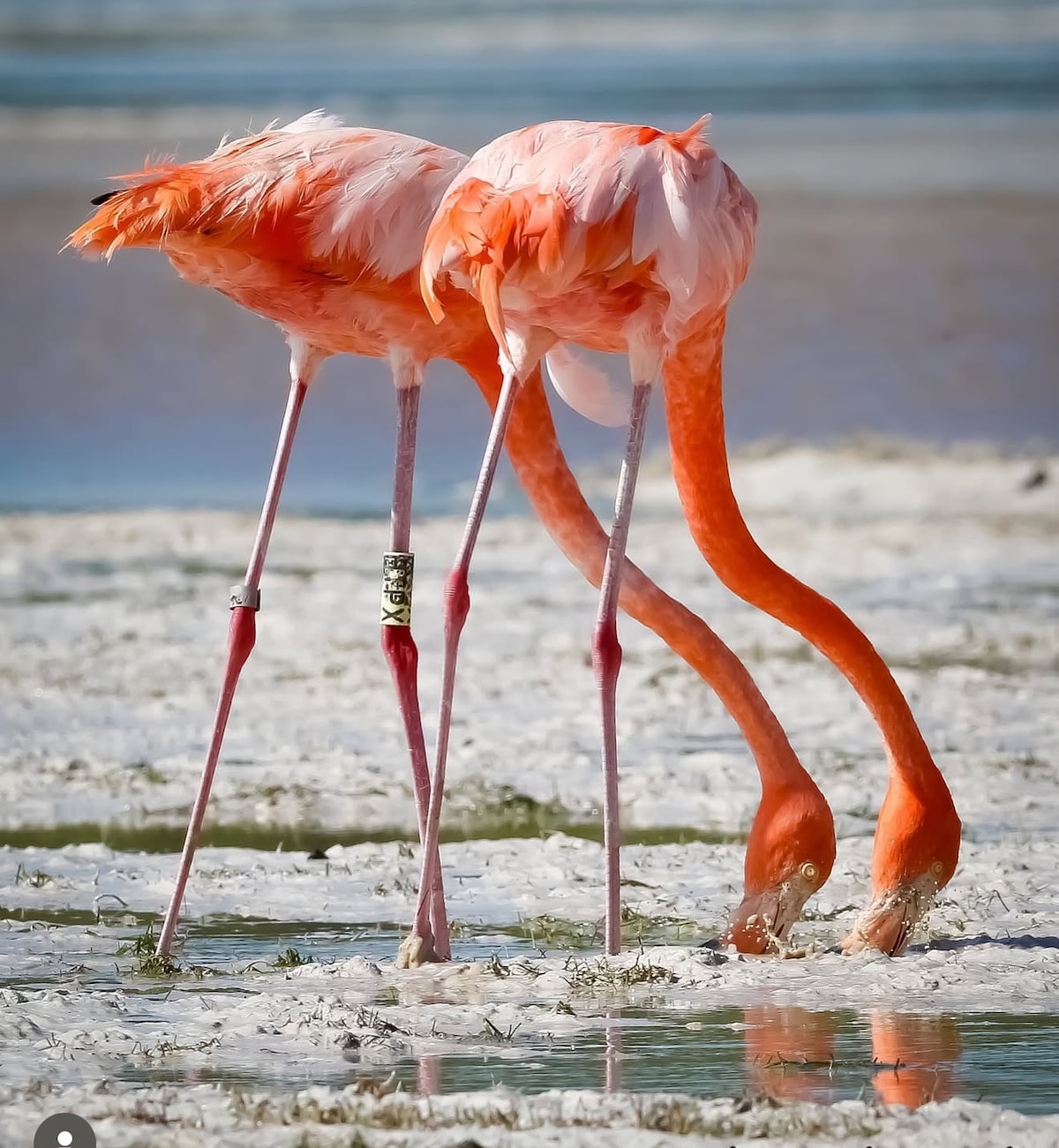 Discover Celestun: Flamingos, Biosphere & BeachDay