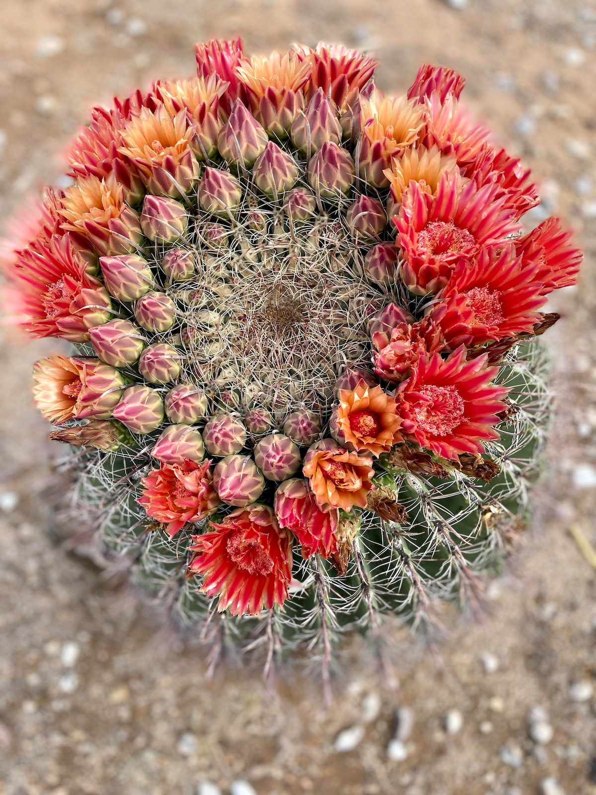 Rock Art, Desert Critters, Cacti, and Trees