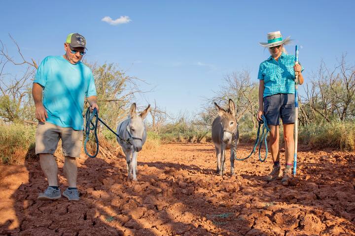 Пешеходен туризъм в западната част на Тексас с очарователни магарета