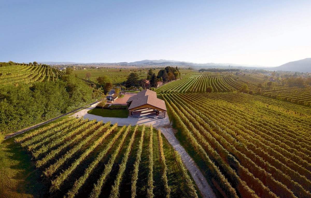 Guided tour of the cellar with wine tasting
