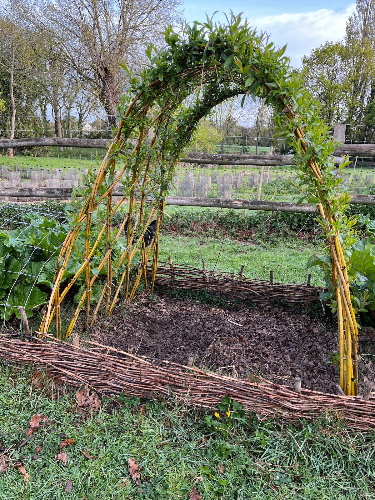 Become a basket weaver and play with living wicker