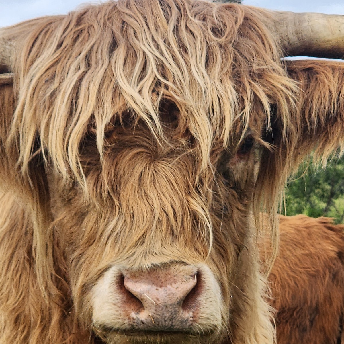 Highland Cow Encounter & Rustic Brunch