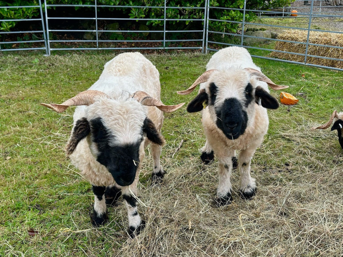 Christmas With the Alpacas
