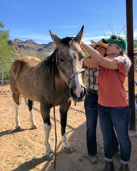 Learn & Practice Horsemanship Without Riding