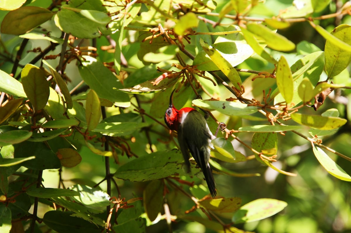 Spot rare birds on a hike along the Desaru Coast