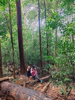 ทัวร์เดินป่าฝน JungleWalla Desaru Panti