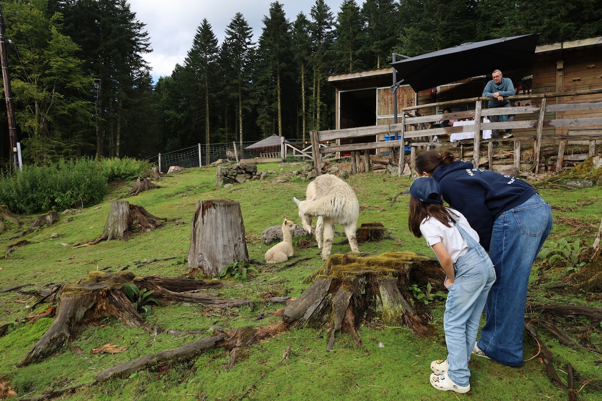 Immerse yourself in the heart of the alpacas