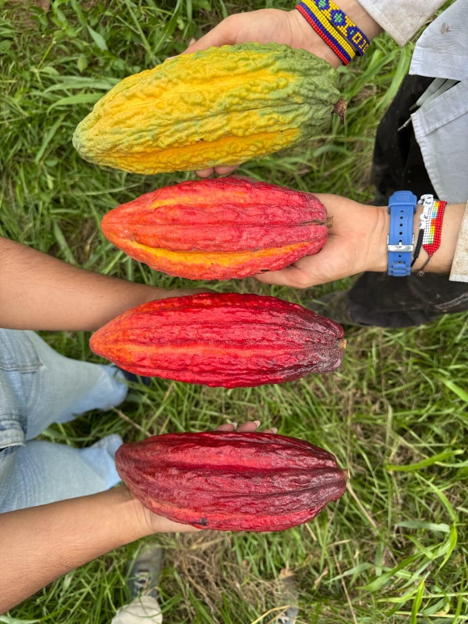 Visit a cocoa farm and make chocolate from scratch