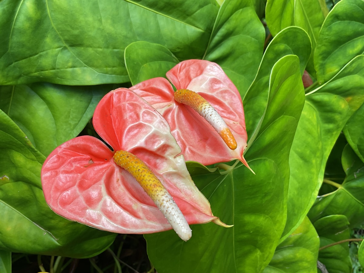 Agroforestry Discovery-Animal Feeding
