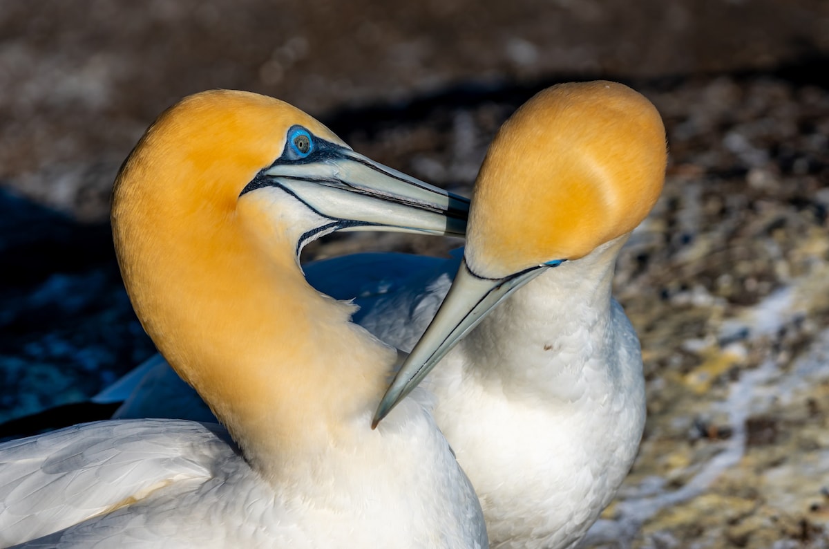 Aucklands Wild West Coast Black Sand Beaches Tour