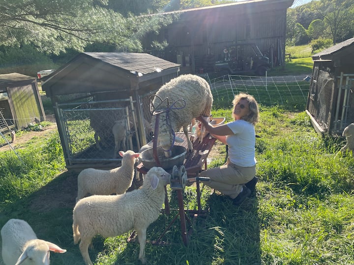 Regeneracinis ūkininkas ir pluošto menininkas