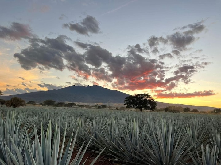 Tequila Tour from Guadalajara: Journey in a Barrel