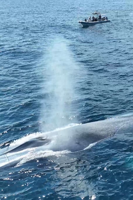 Premiere Dolphin And Whale Adventure