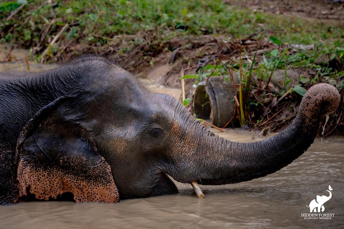 Ethical Hidden Forest Elephant Reserve Morning