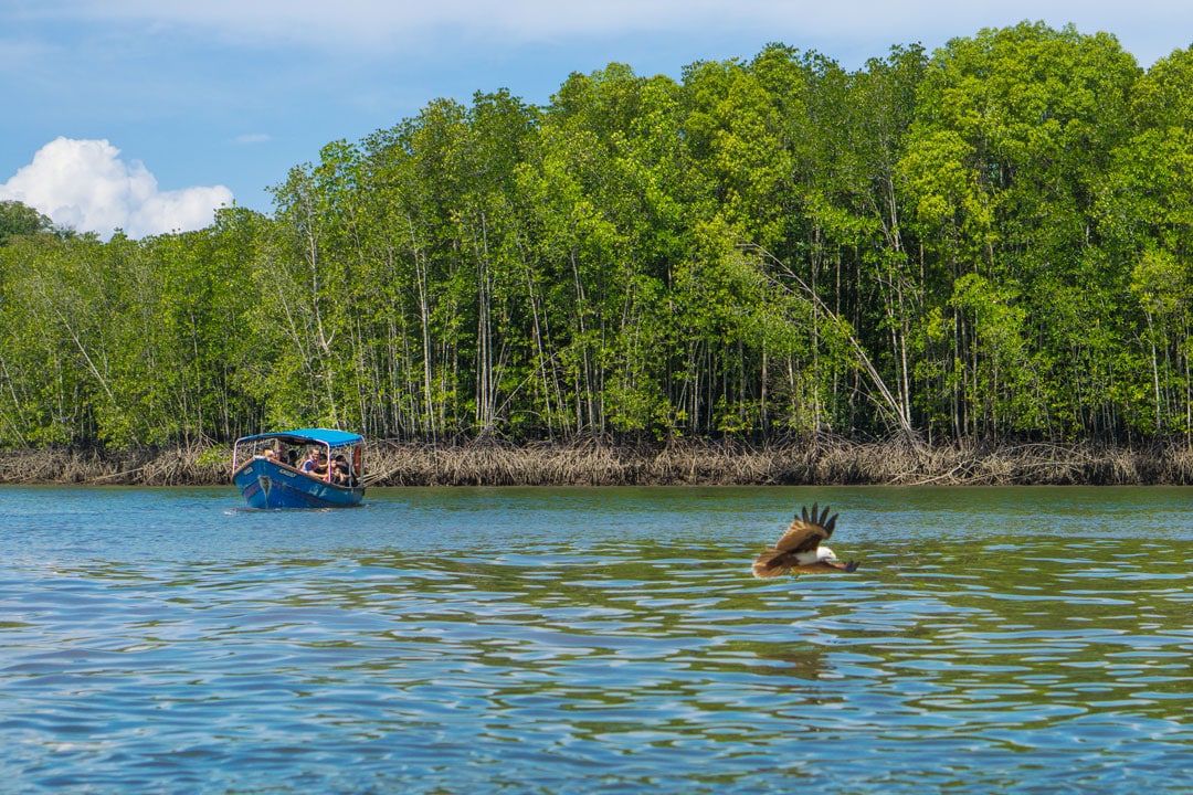 Cruise through Langkawis ancient mangroves
