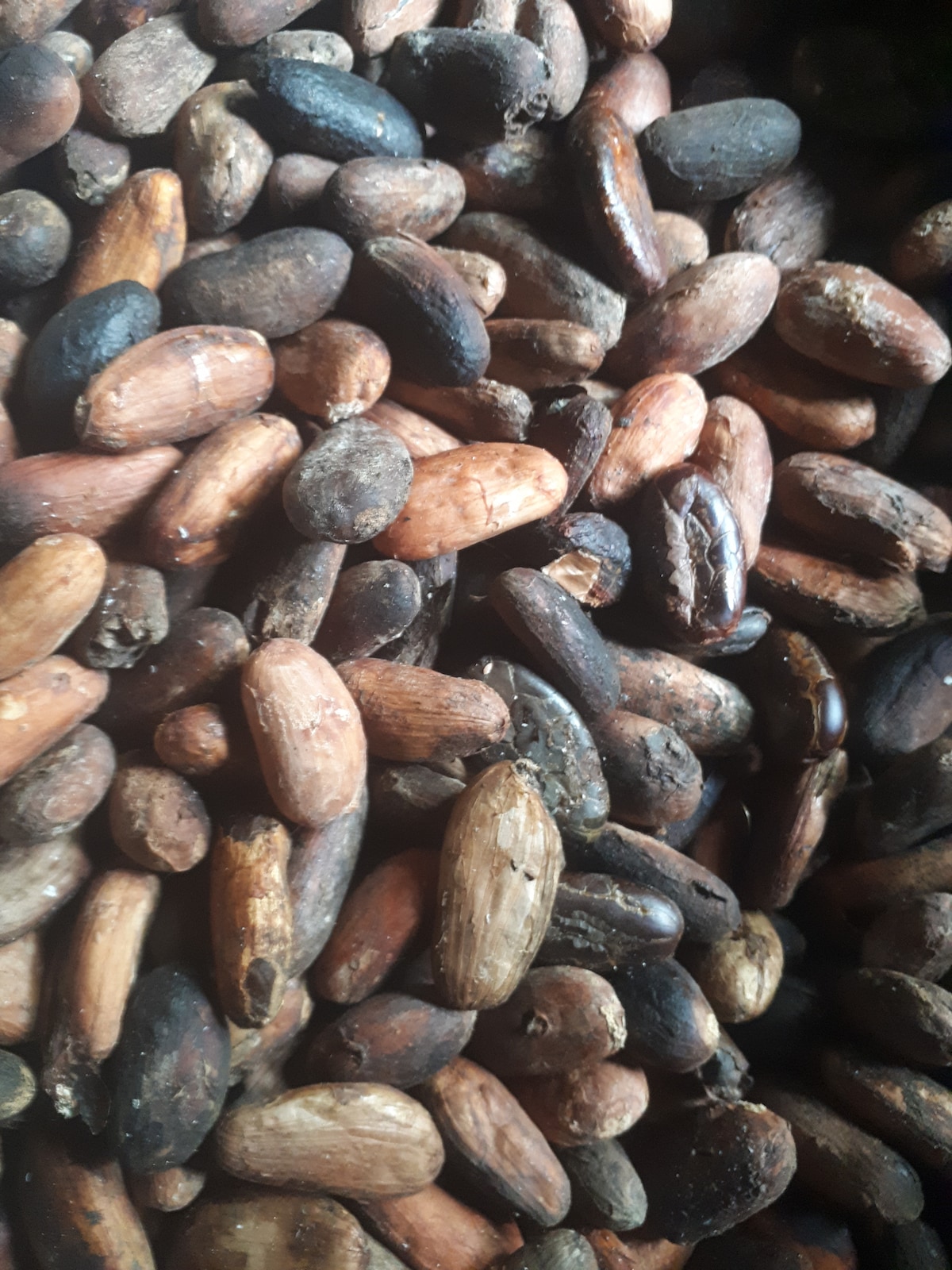 Explore the green magic of Zion