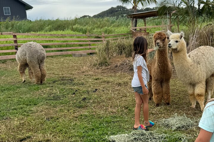 Alpaca experience on the road to Hana