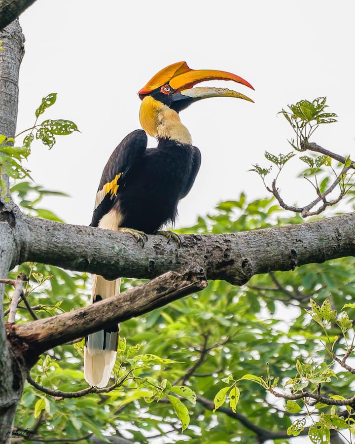 Safari me xhip në Jim Corbett me një natyralist vendas