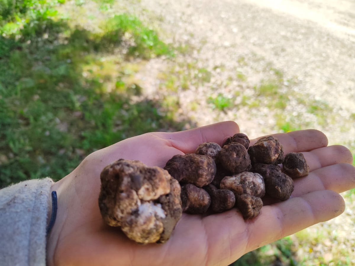 Truffle hunting in Sicily on the Sicani mountains