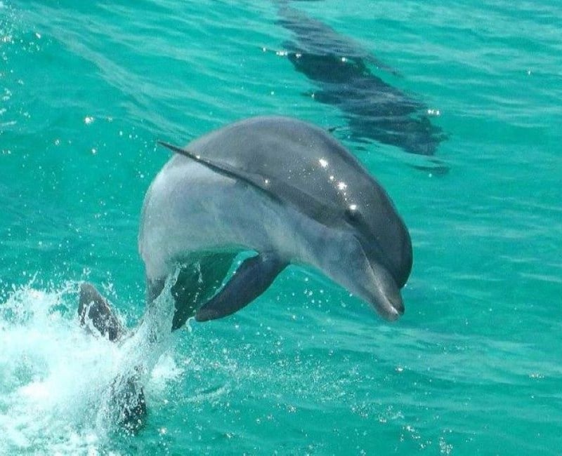 All in one Crab Island Tour and Dolphin Cruise