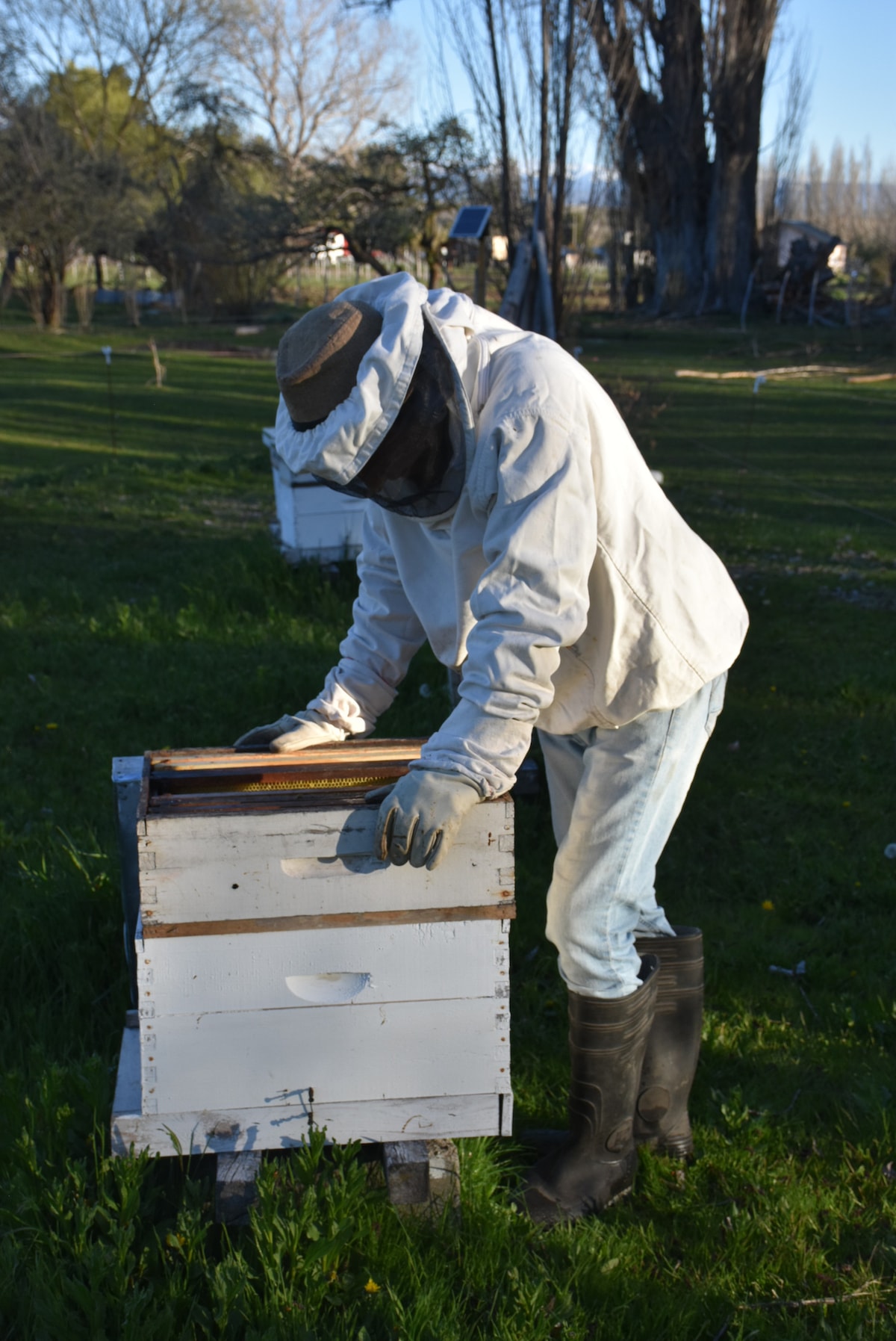 Beekeeping Tourism: Visit an Apiary in the Forest