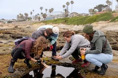 Explore La Jolla Tidepools with a Marine Biologist