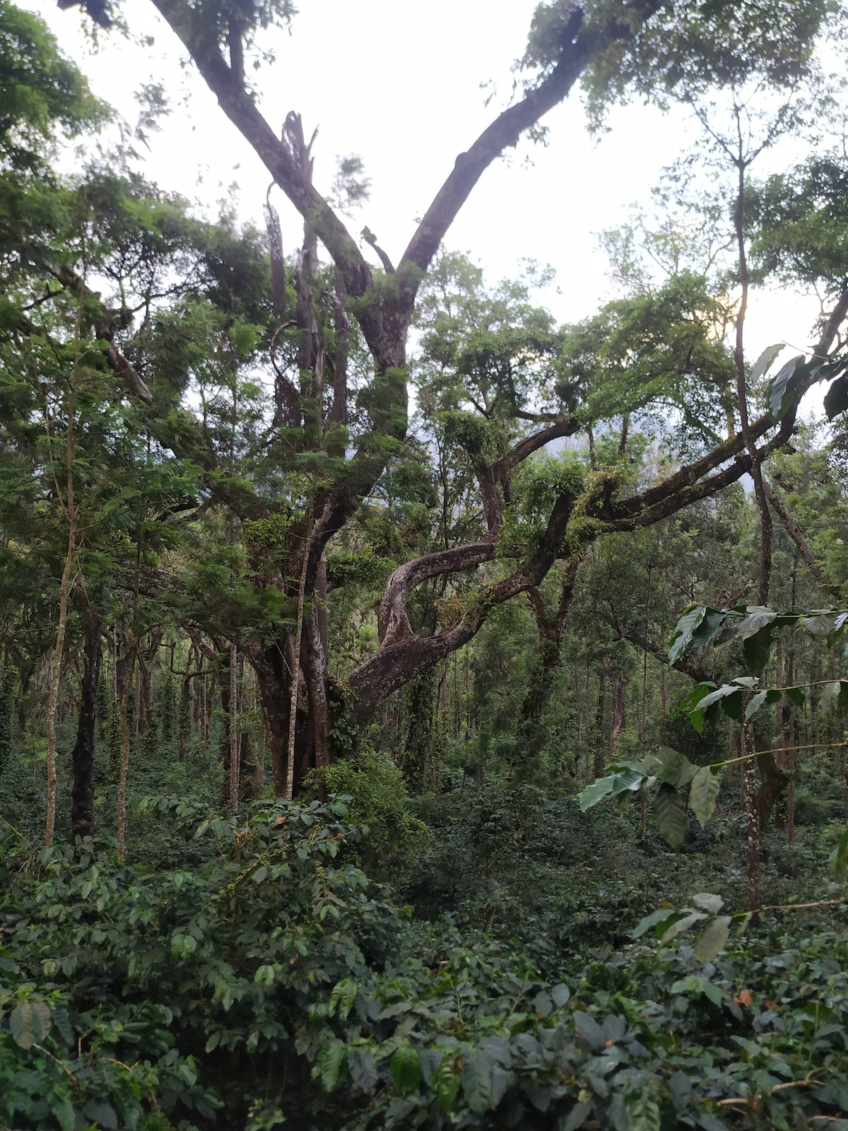 Coffee trails-plantation tour with a cup of coffee