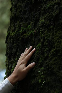 Escapada de bienestar en el bosque en la Ciudad de México