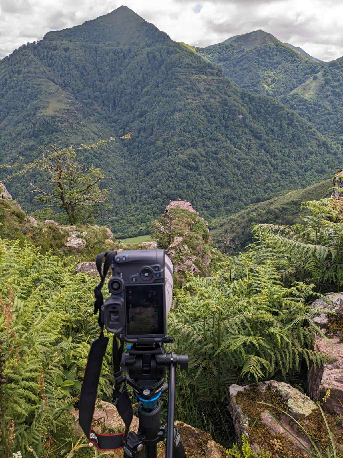 In the eye of the vulture: nature photo experience