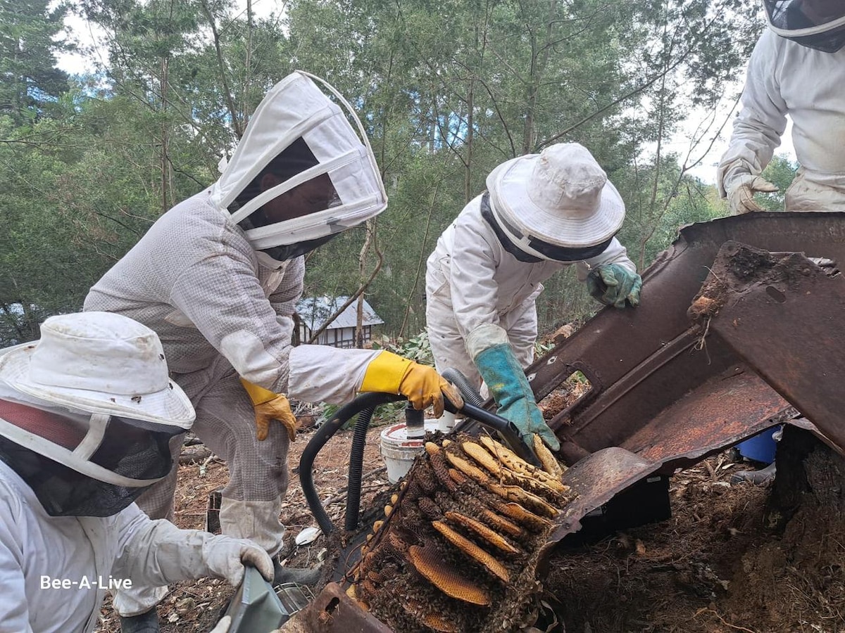 Inside the Hive: Beekeeping with a Local Expert