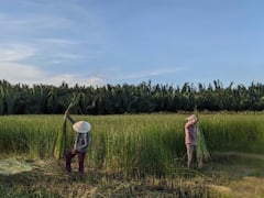 Explora el campo y la artesanía tradicional en medio día