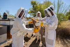 Taste fresh honeys and meet the bees at Two Hives