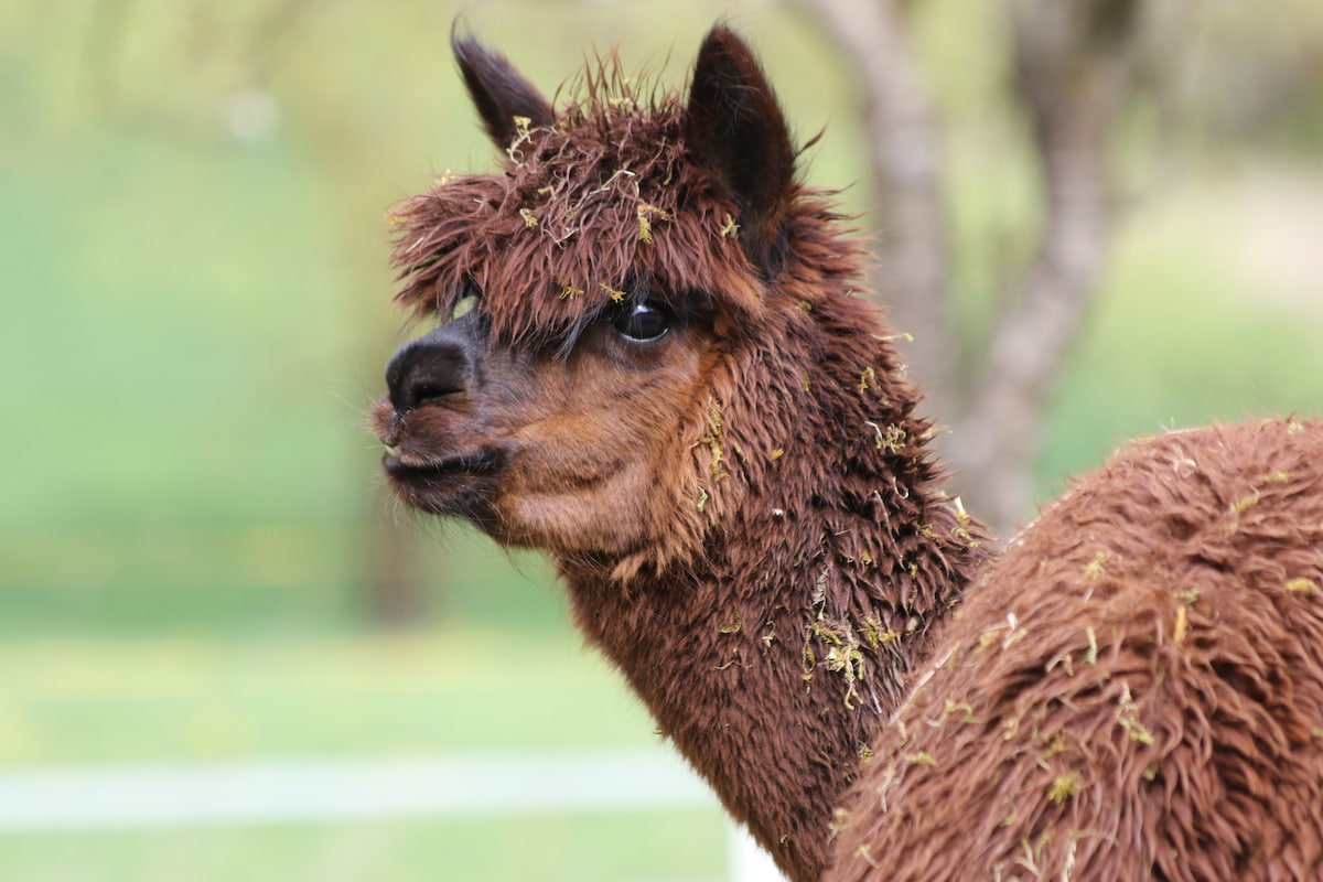 Adventure day for children & adults