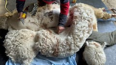 Visita a una granja de alpacas