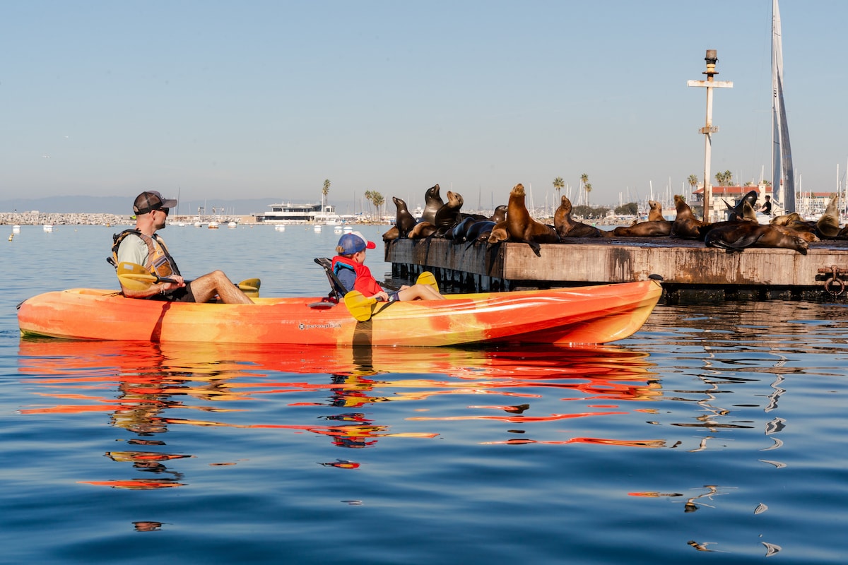 Kayak with Sea Lions in Beautiful Redondo Beach