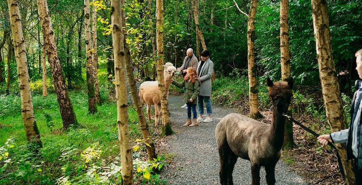 Уникално трекинг изживяване с алпака в Северна Ирландия