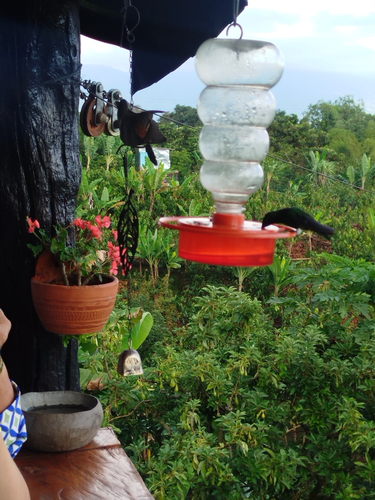 Visit a Colombian chocolate plantation