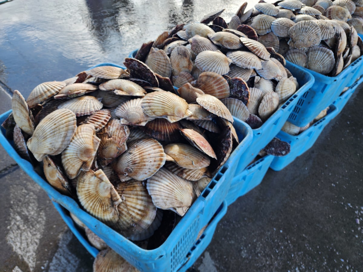 Explore Fishing Life and Taste Scallops in Odaito
