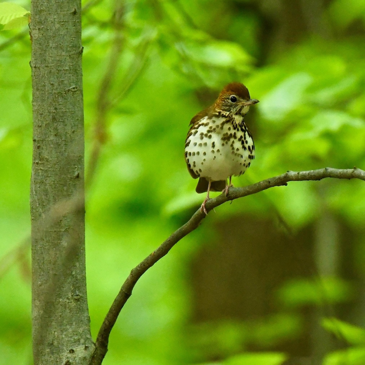 Birding Greenback with Janet Lee
