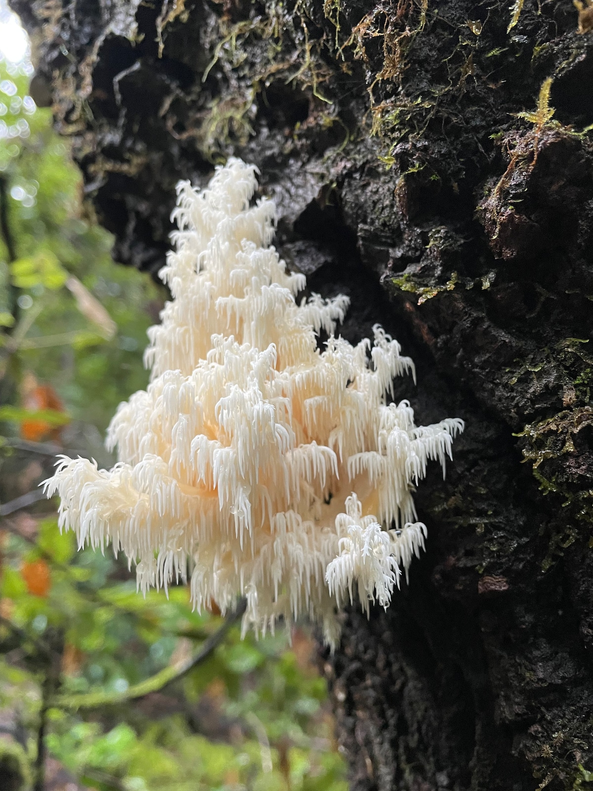 Learn how to Forage Wild Culinary Mushrooms