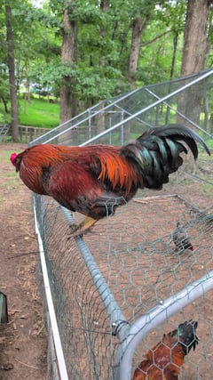 Hands-On Fun with Animals at Pritchett Pastures