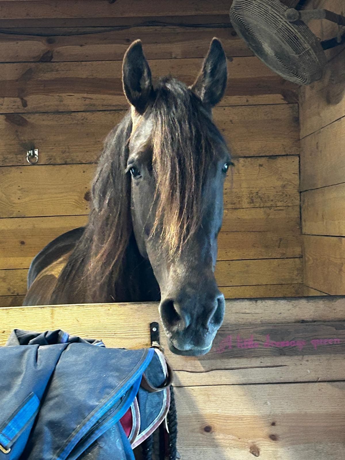 Hands-On Fun with Animals at Pritchett Pastures