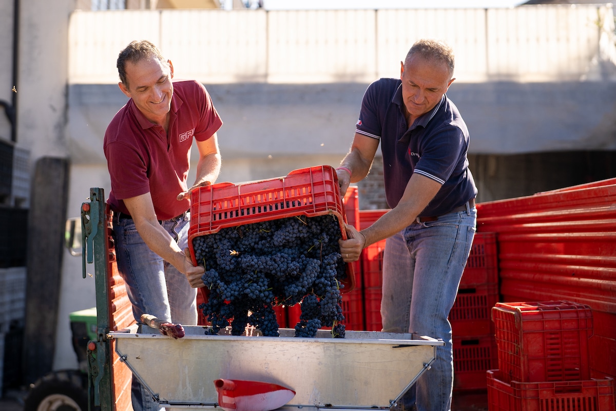 Roero Vibes - Roero Wine Tasting