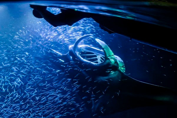 Manta ray night snorkel and sunset boat ride